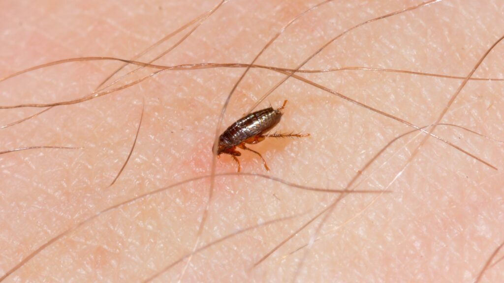 flea control lp hero