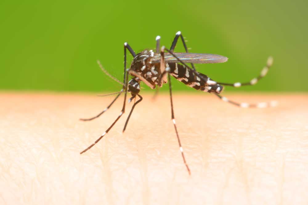 mosquito lp 2