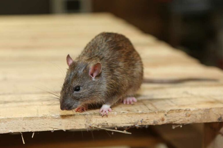 Rodents-Central Texas