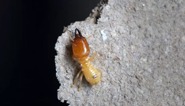 termite control home