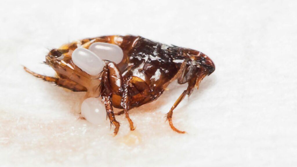 fleas lp