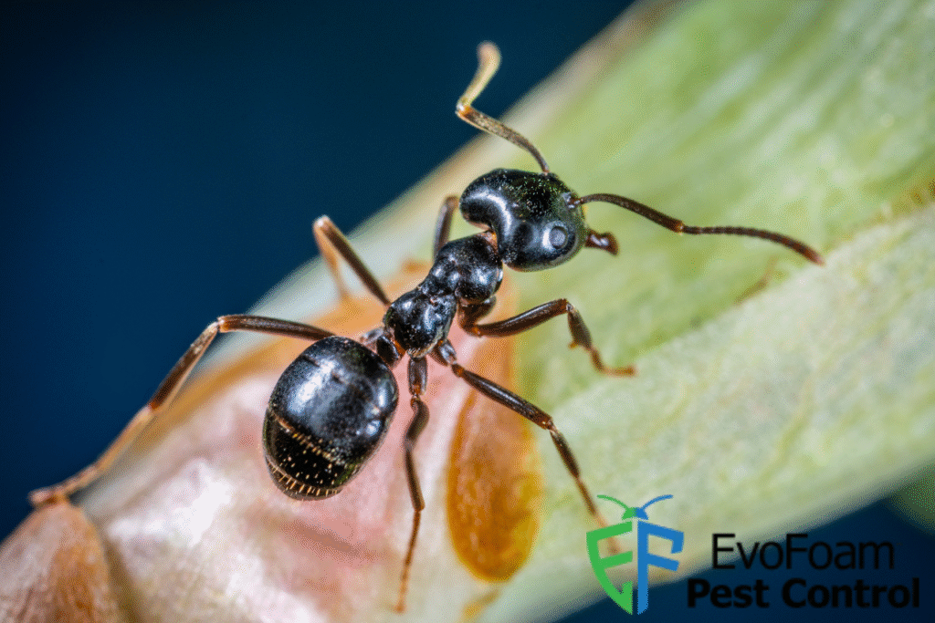 carpenter ant