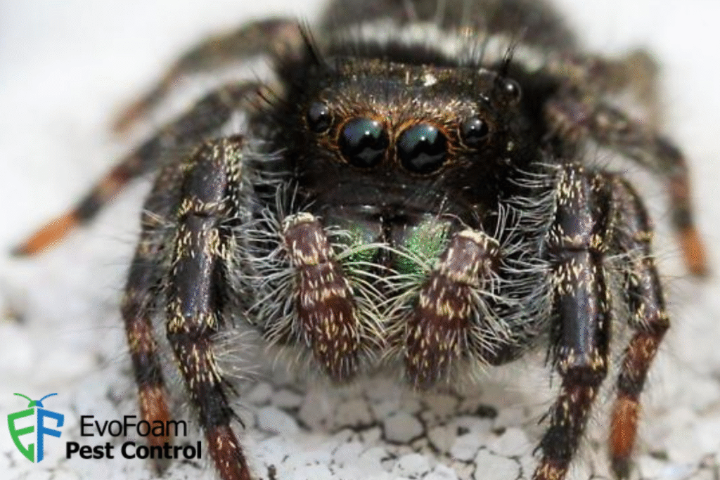 spider