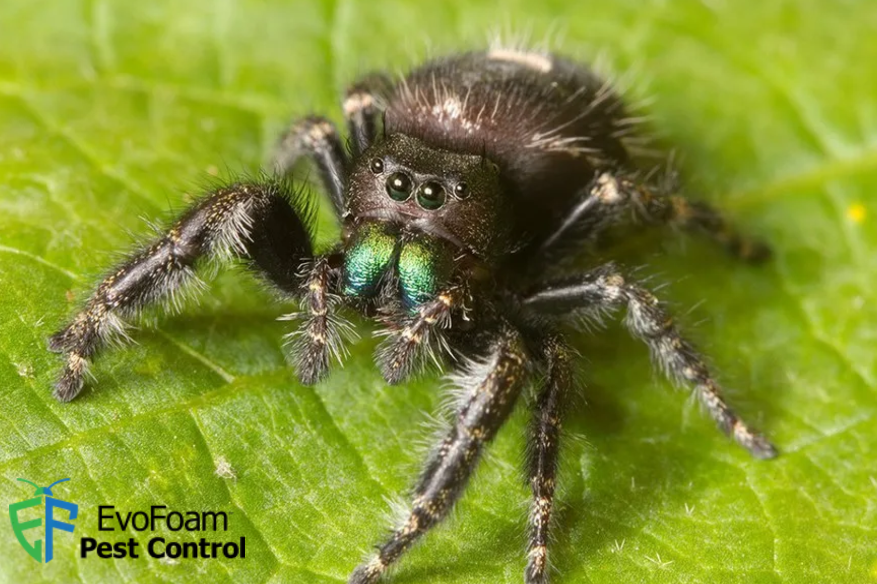 spider