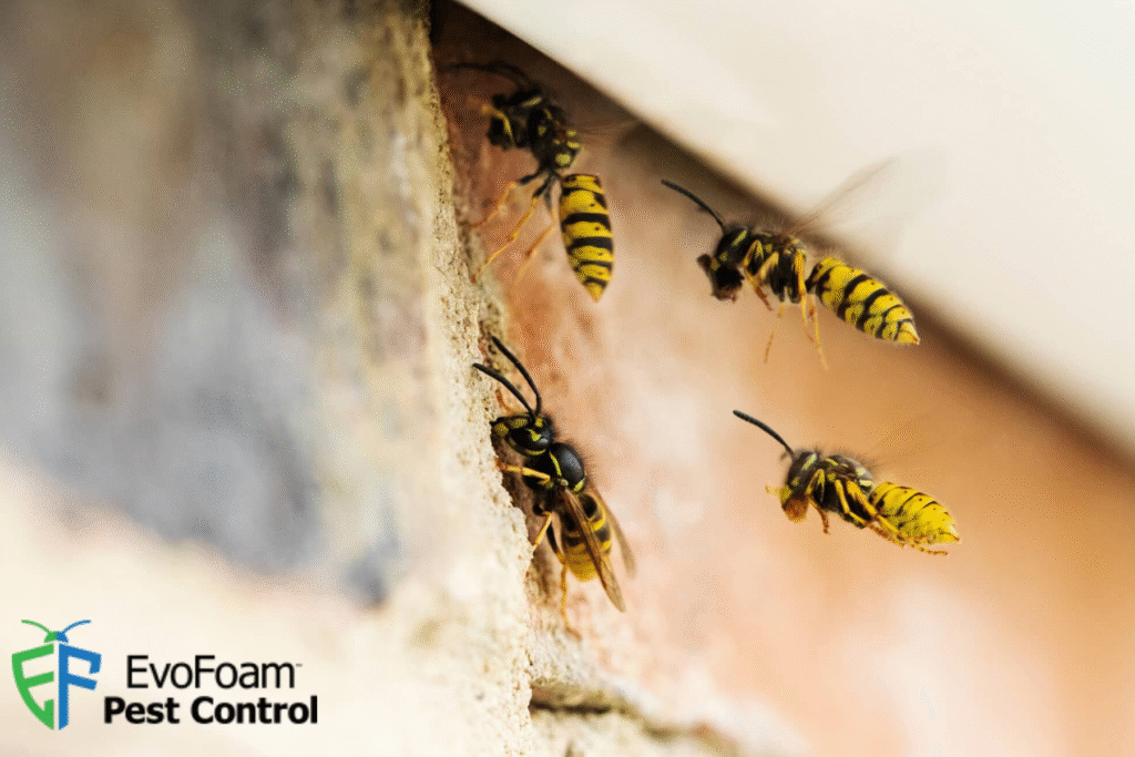 wasps
