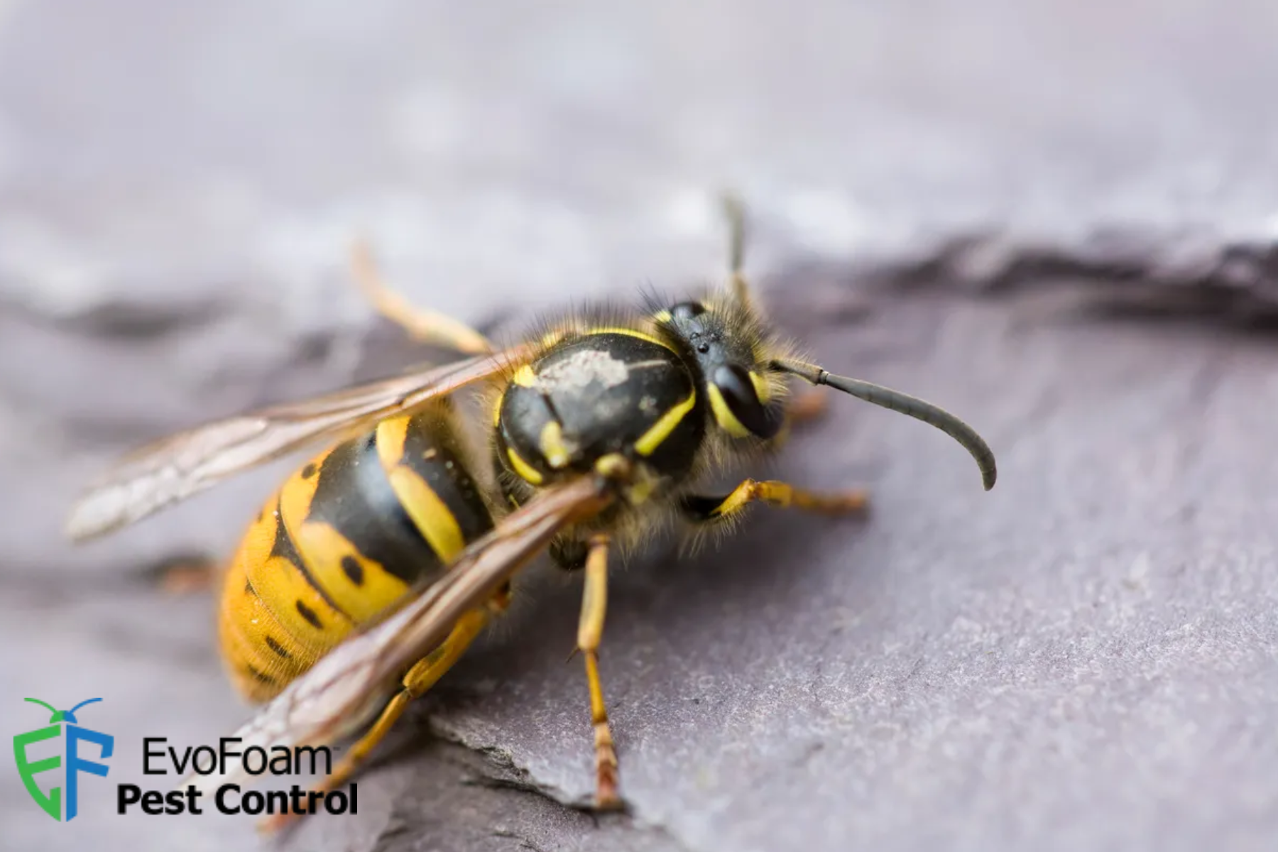 wasp