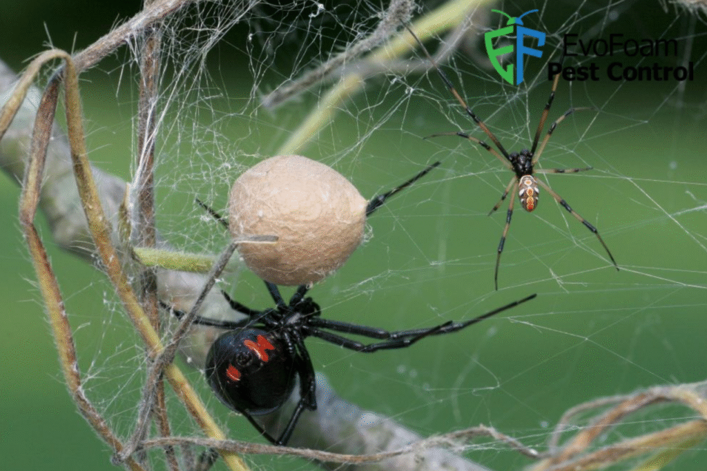 spider