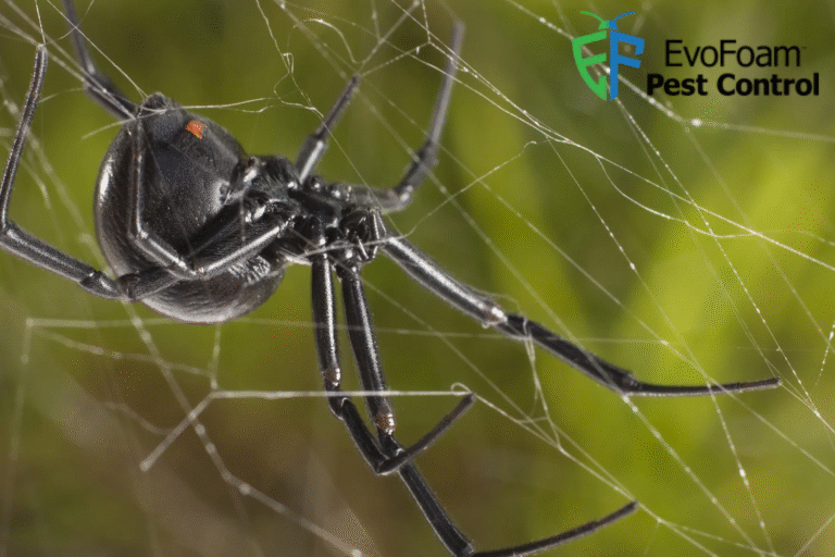 spider