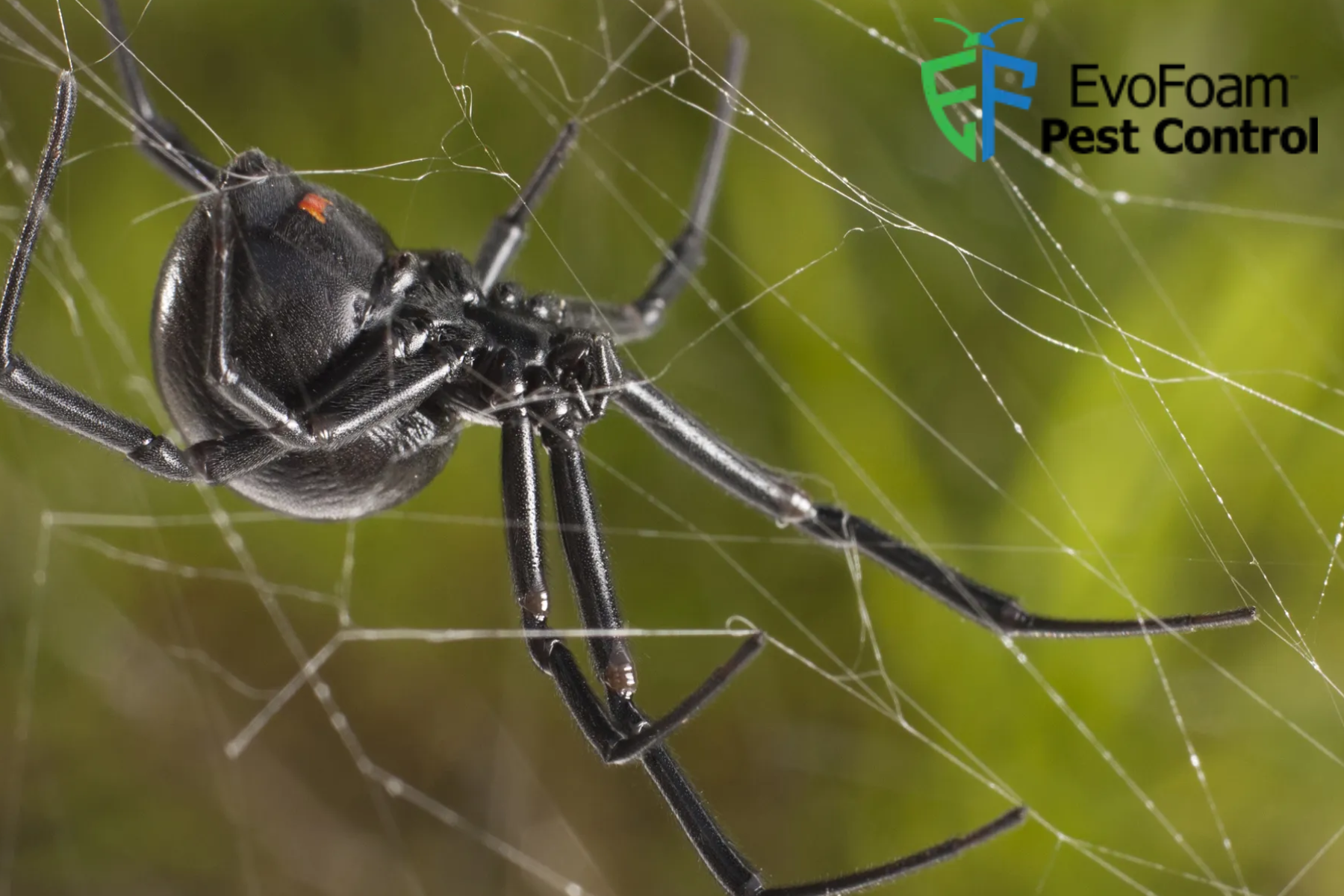 spider
