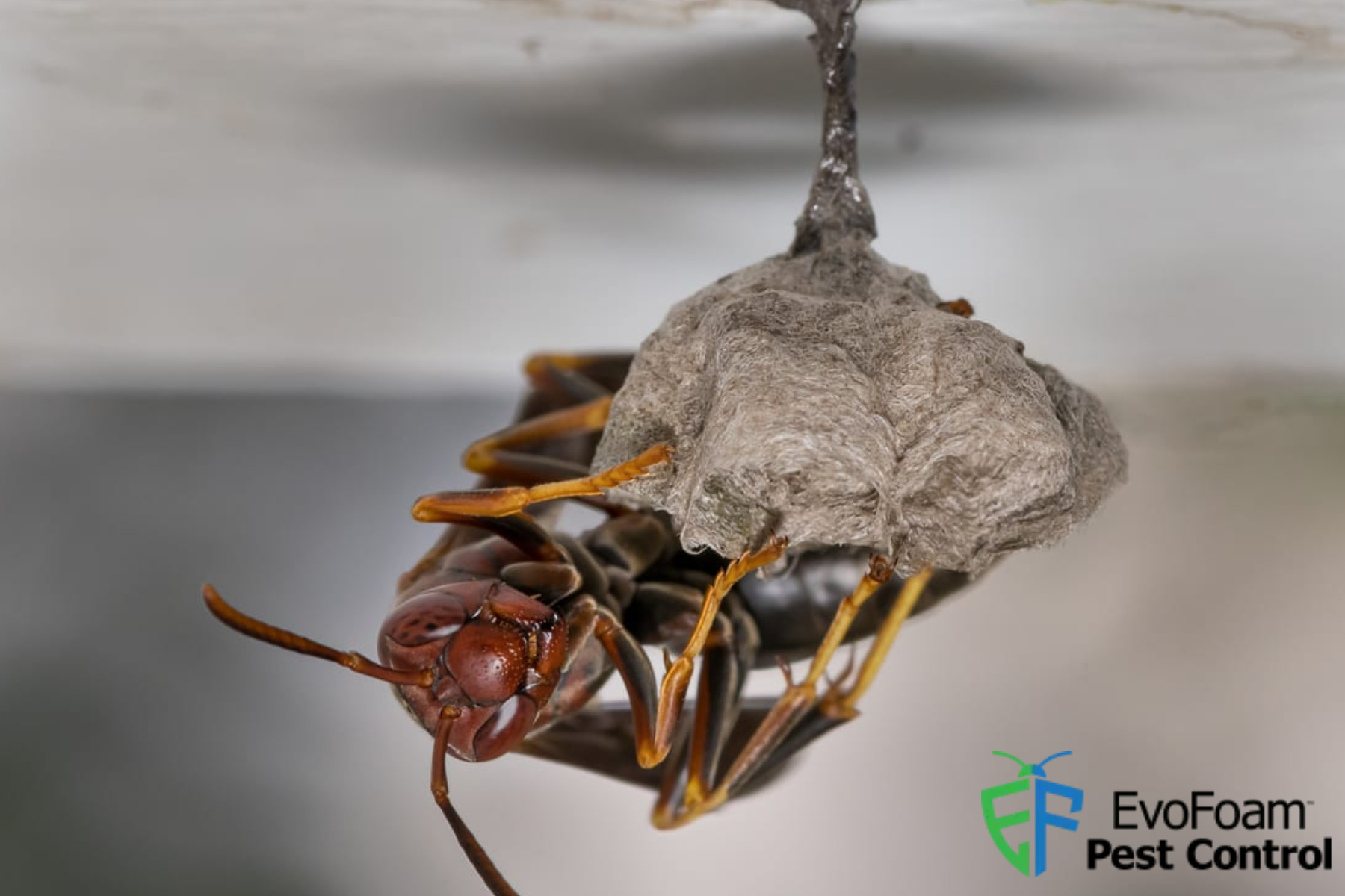 wasp