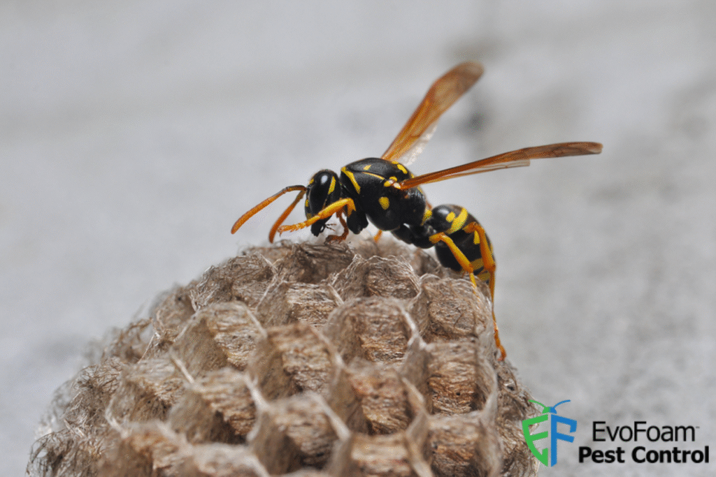 wasp