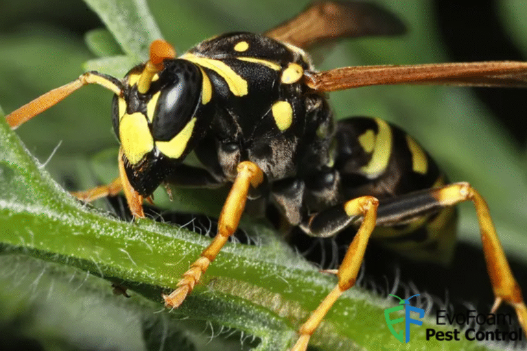 wasp