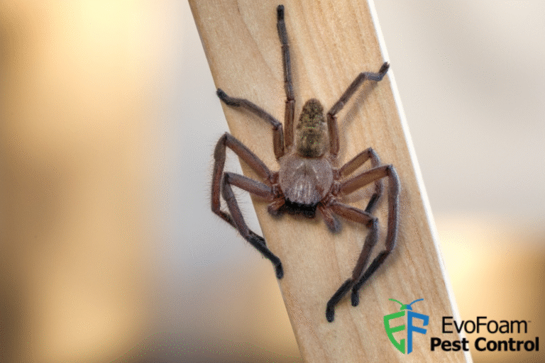 spider control