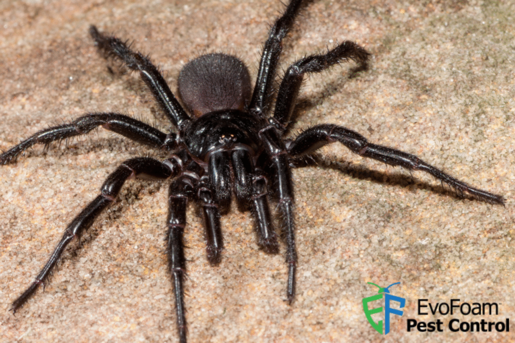 spider control