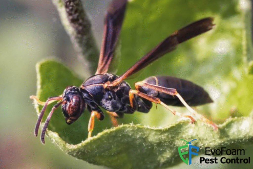 wasp control