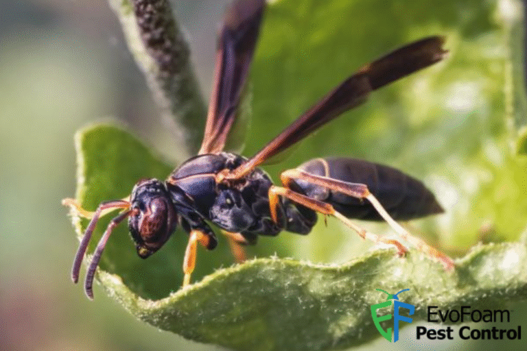 wasp control