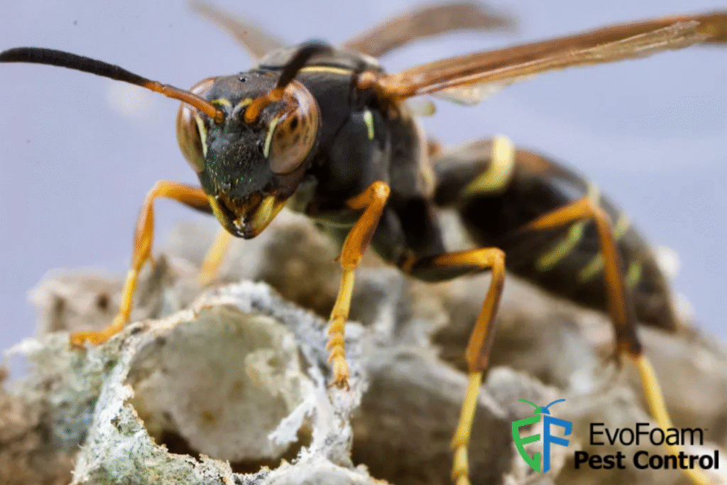 wasp control