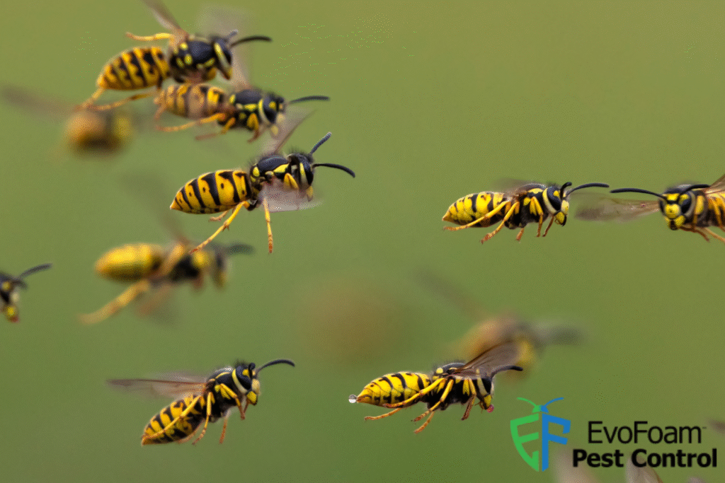 wasp control