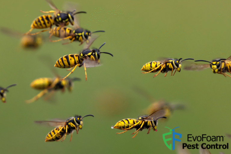 wasp control