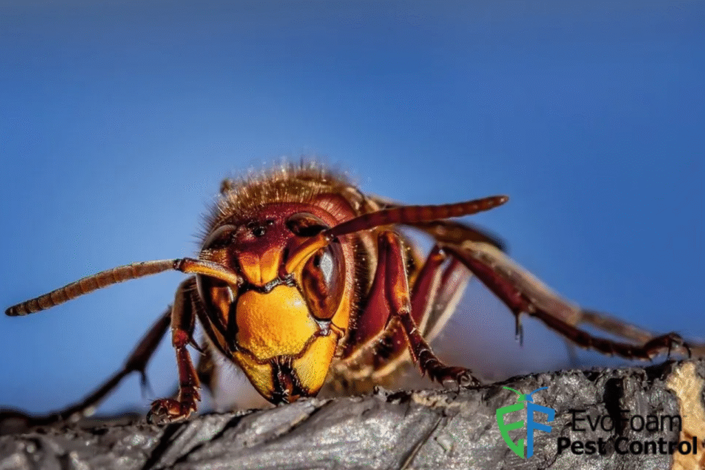 wasp control