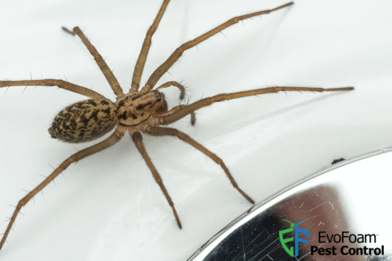 spider