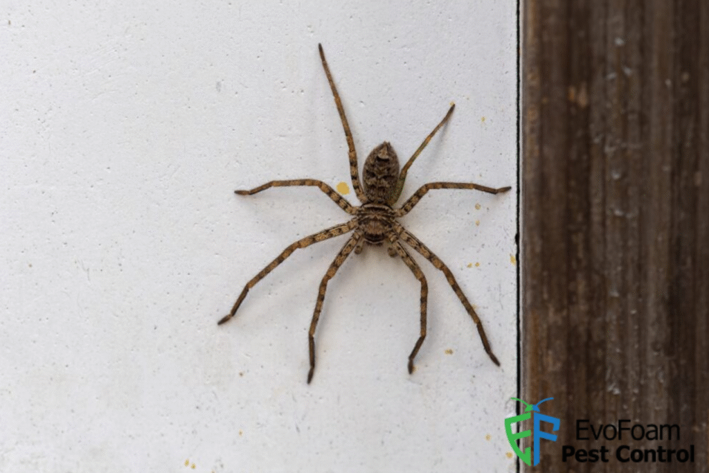 spider