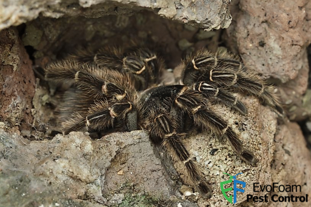 spider