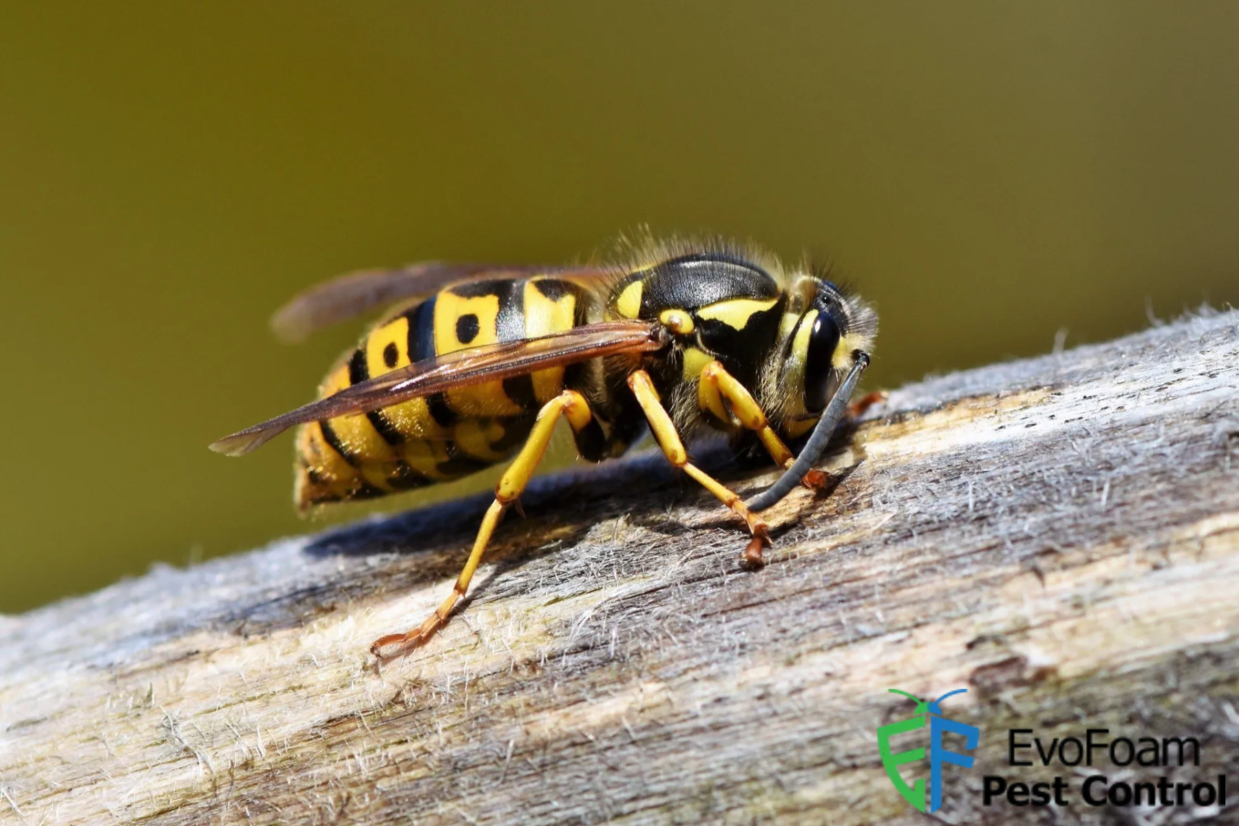 wasp