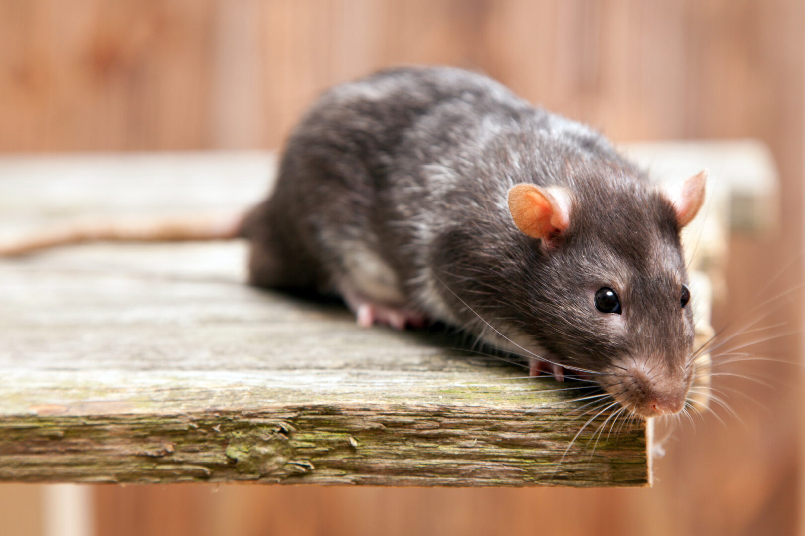 Comprehensive Rodent Control Services
