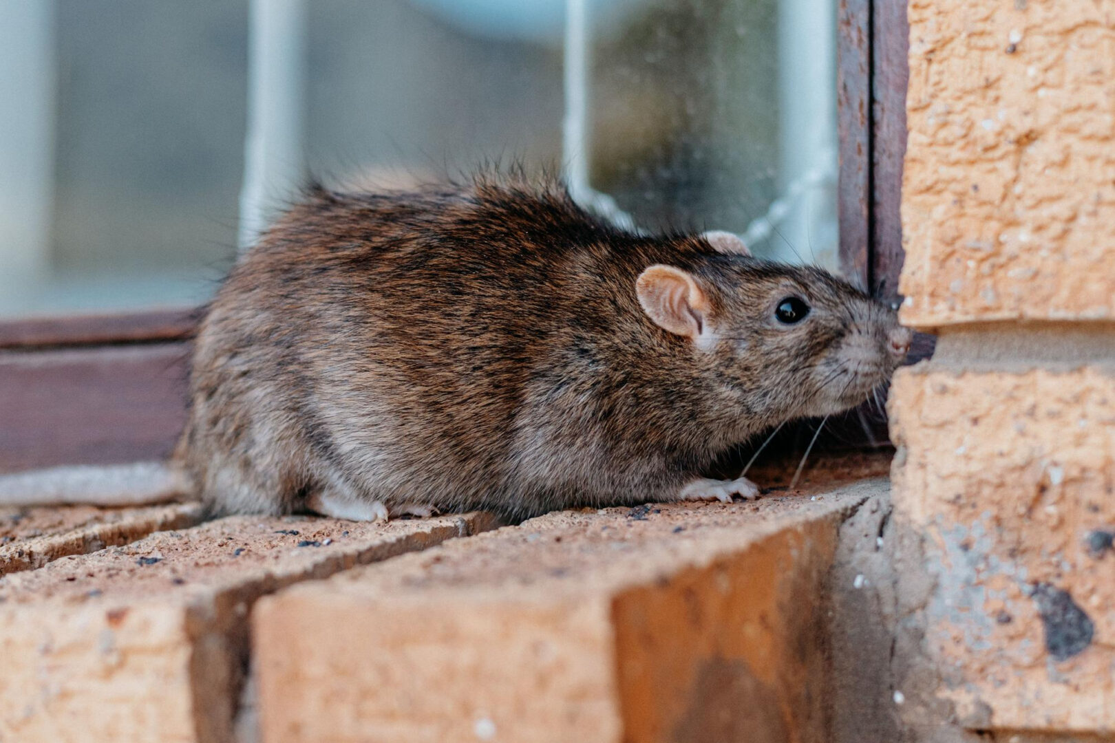 Rodent Reduction Plan