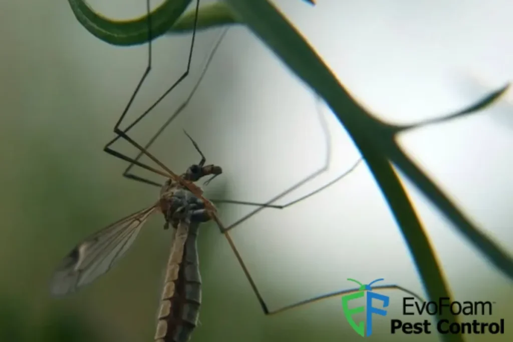 mosquito in the branch