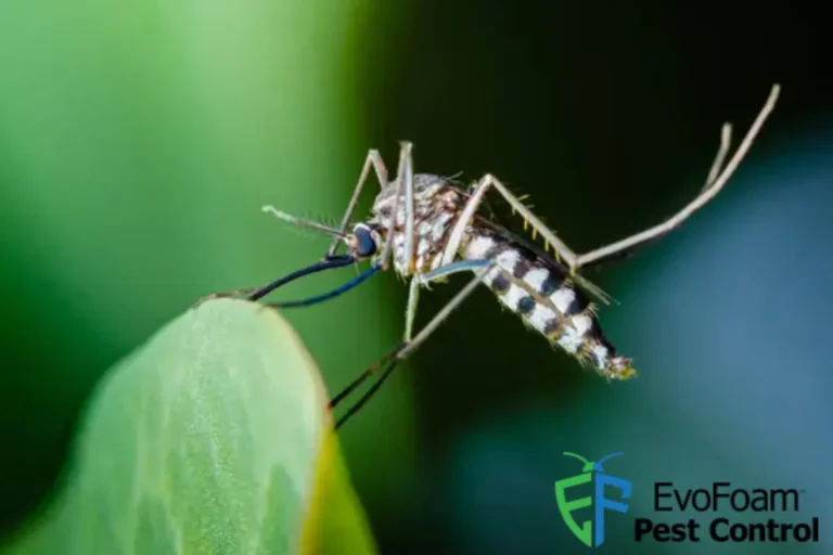 mosquito in the plant