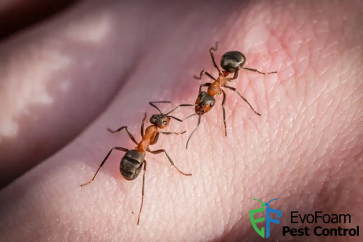 Ant bites the hand