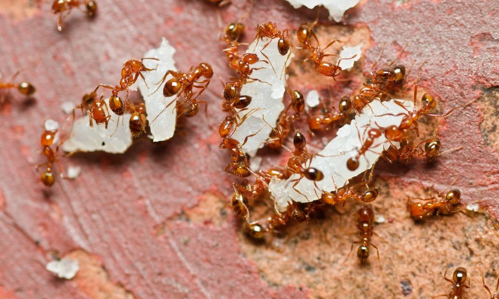 Lakeway TX Pest Control