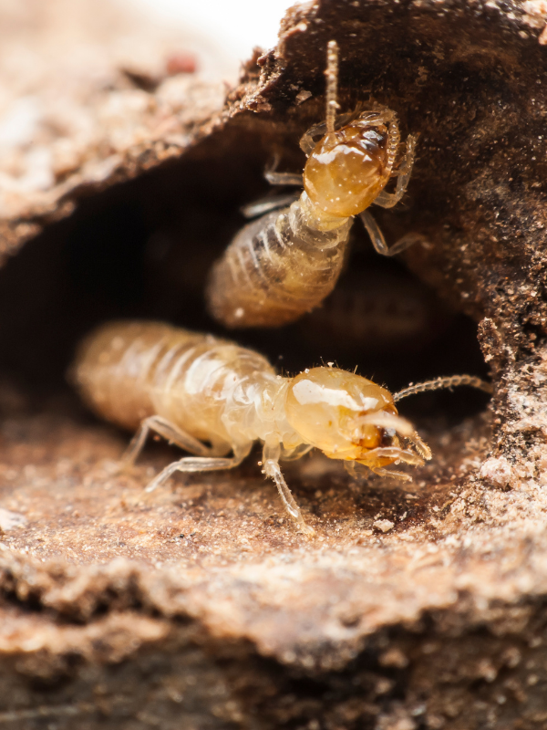 Pest Control in Jarrell, TX