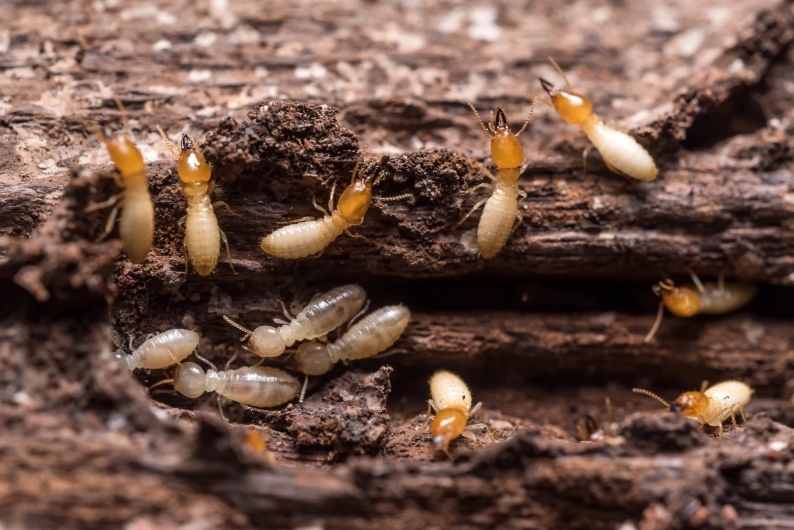 Termite Control in Jarrell, TX