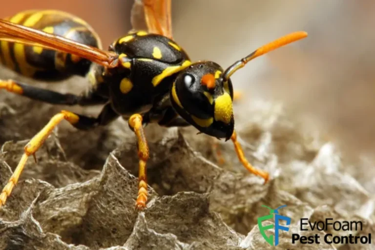 yellow jacket wasp