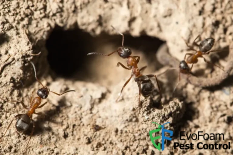 ants