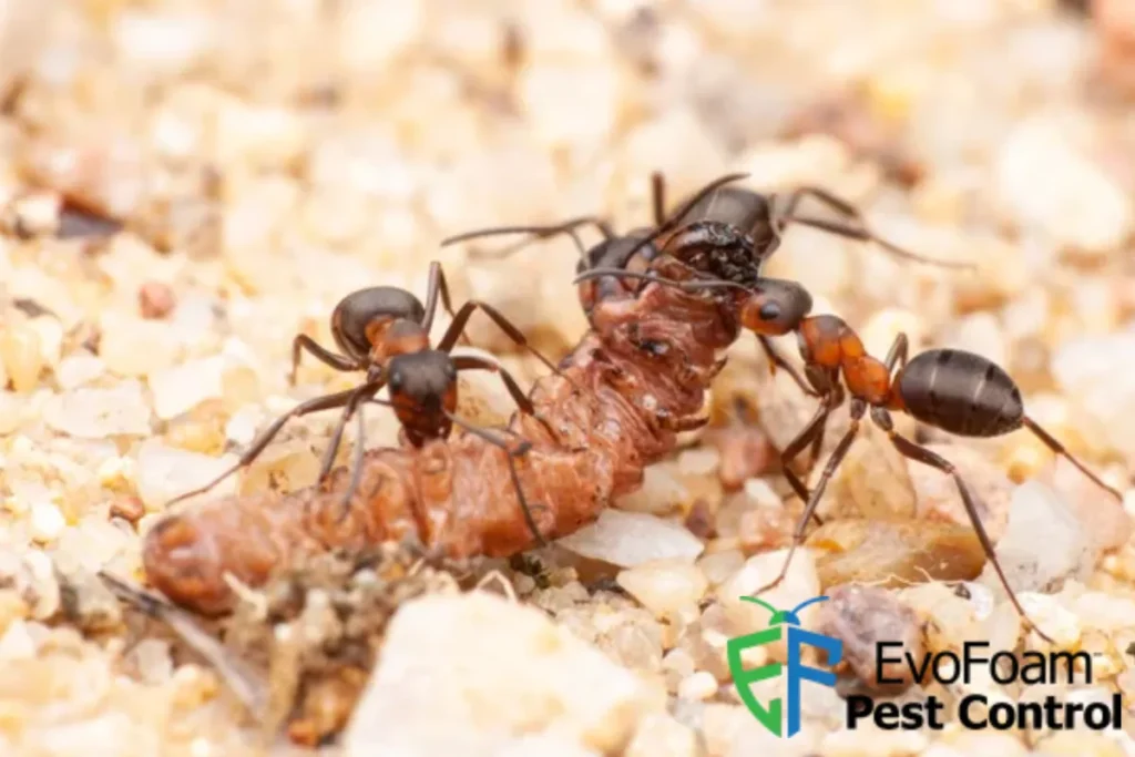 ants life