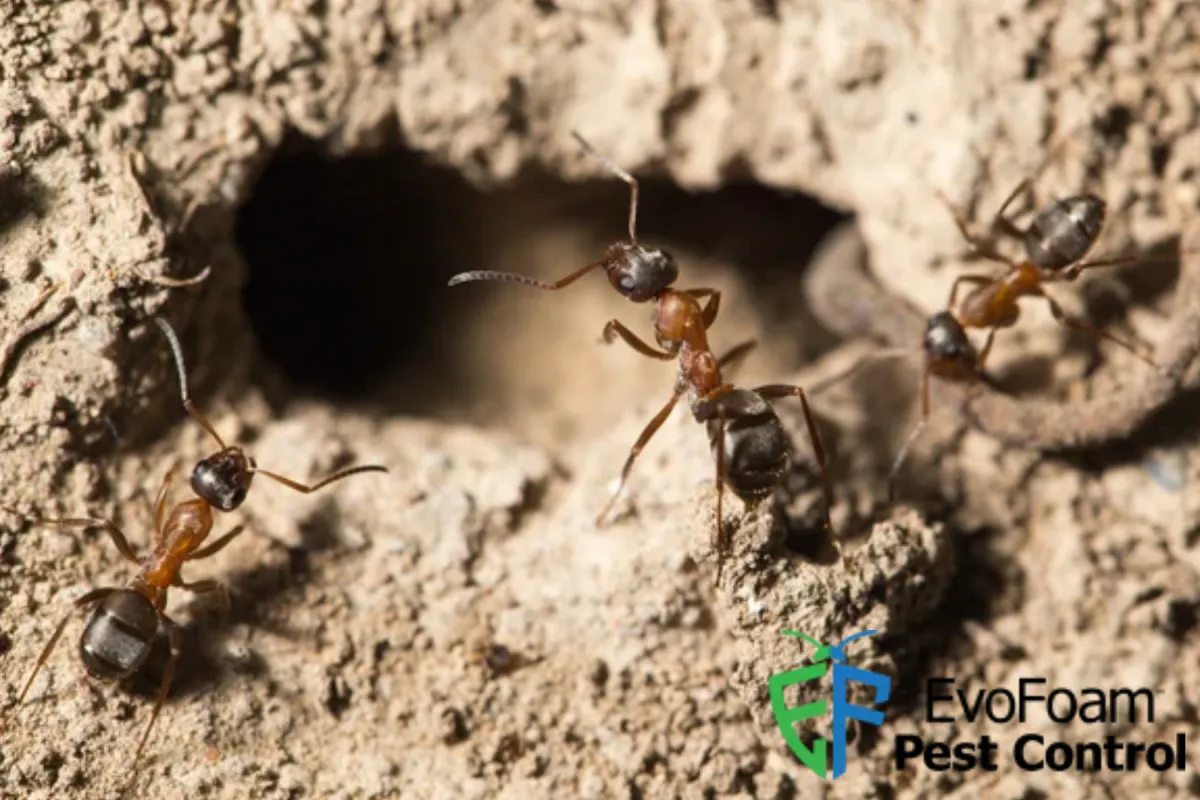 ants