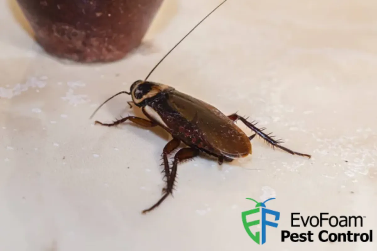 cockroach crawling
