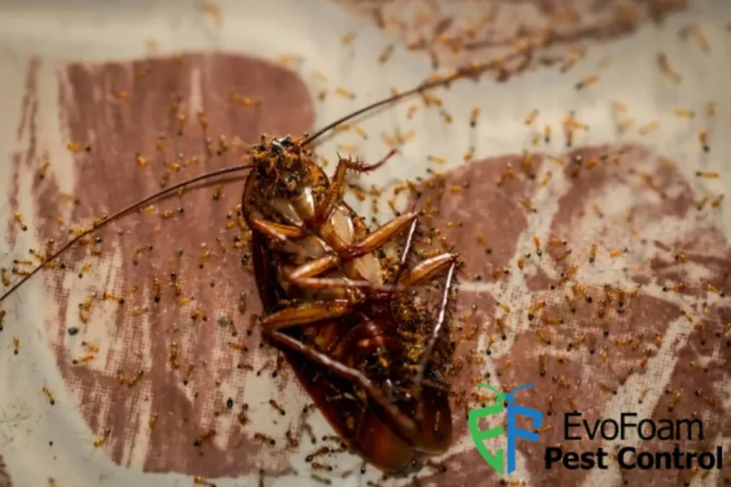 dead cockroach