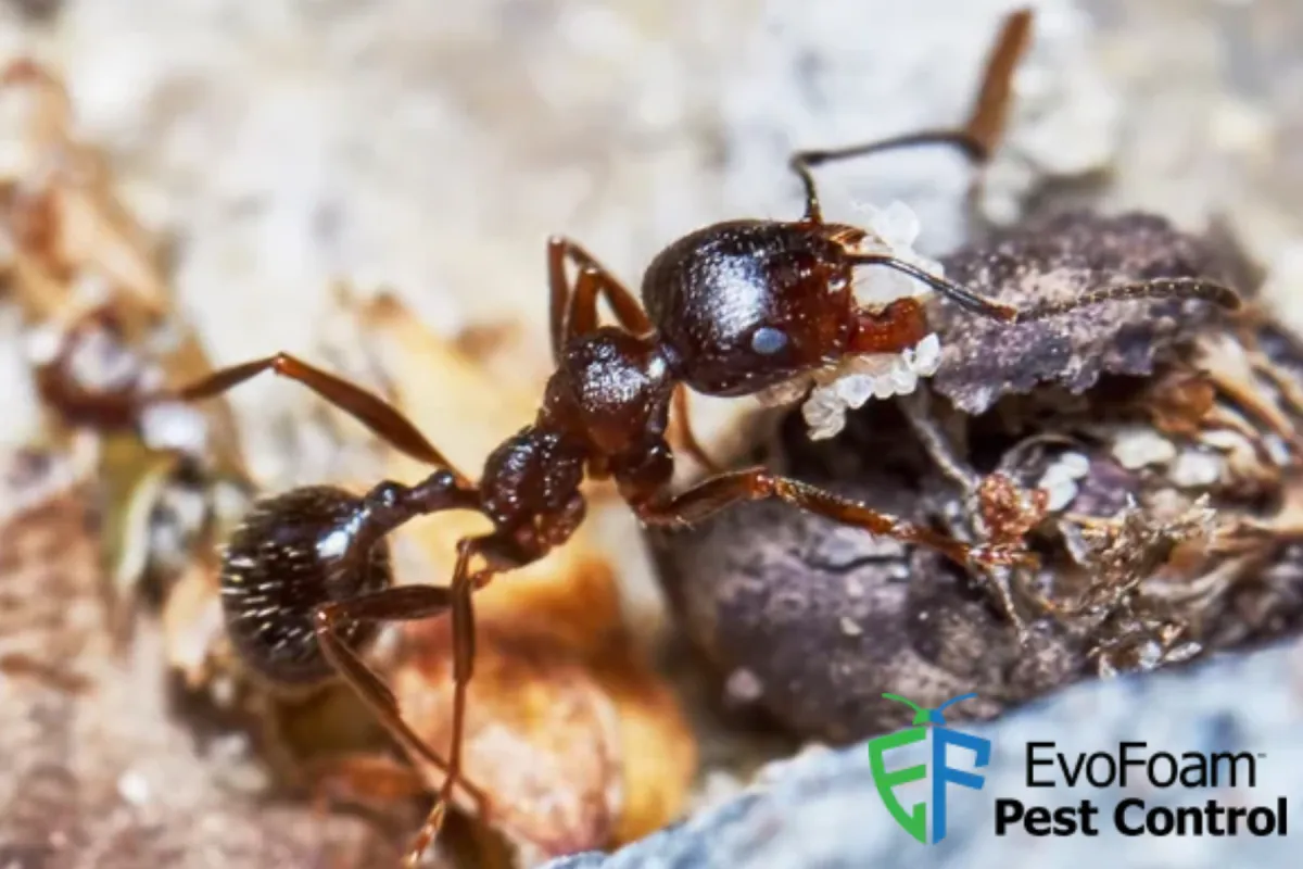 ant outside