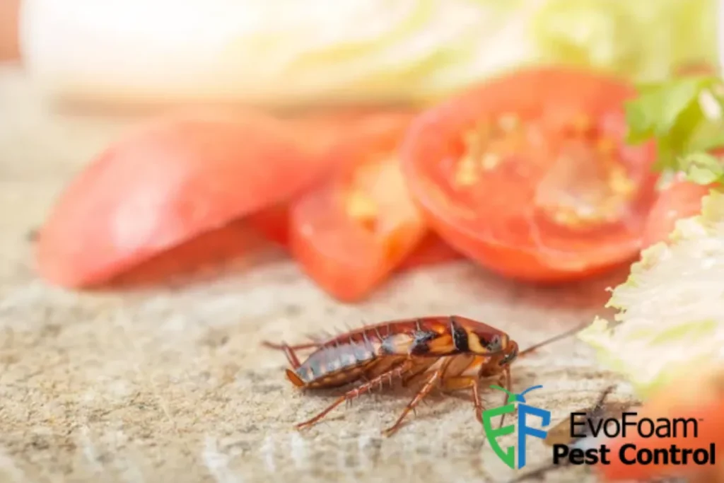 cockroach living in the kitchen