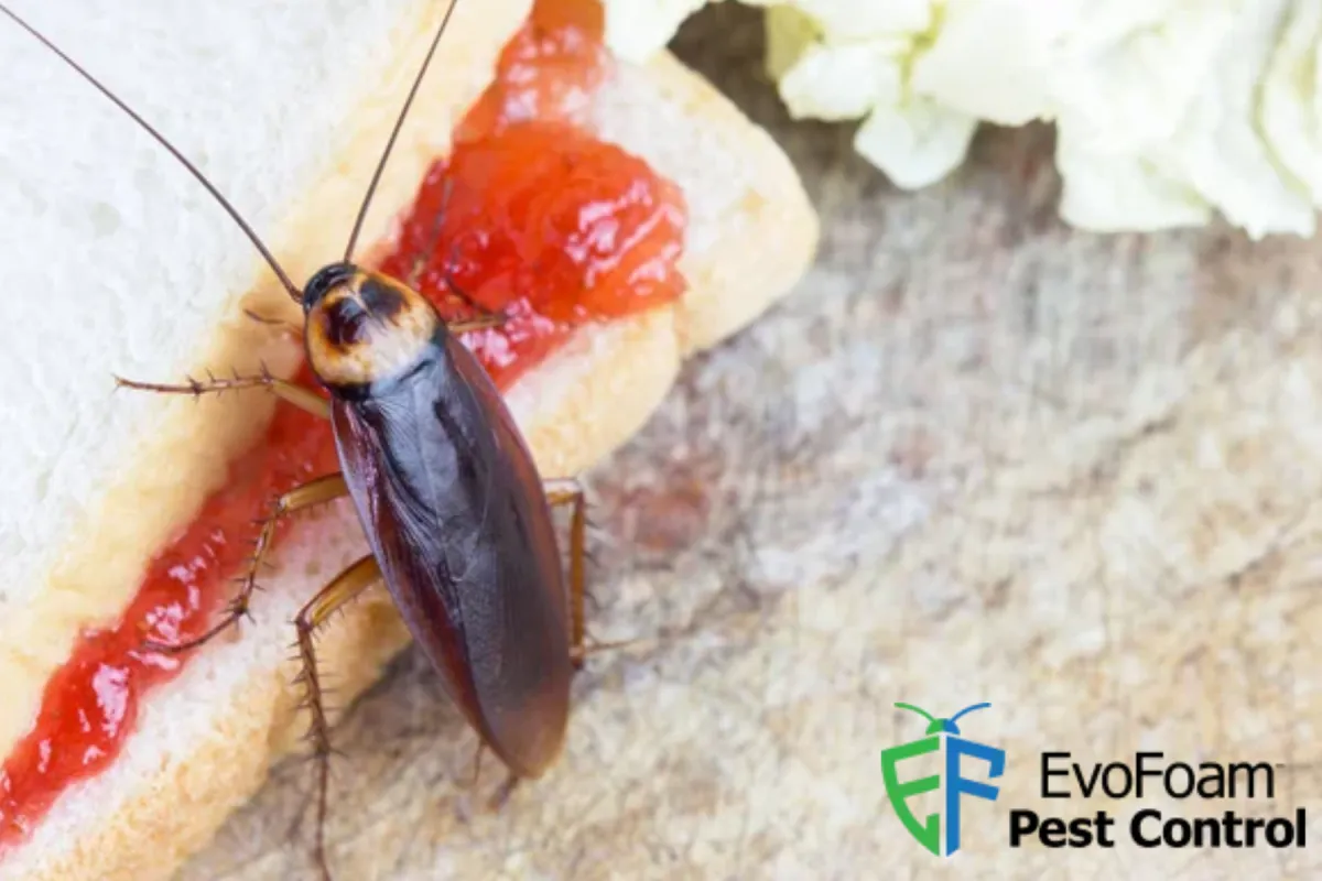 cockroach on bread