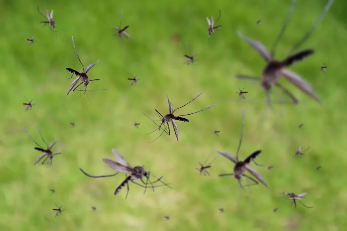 exterminator sun city