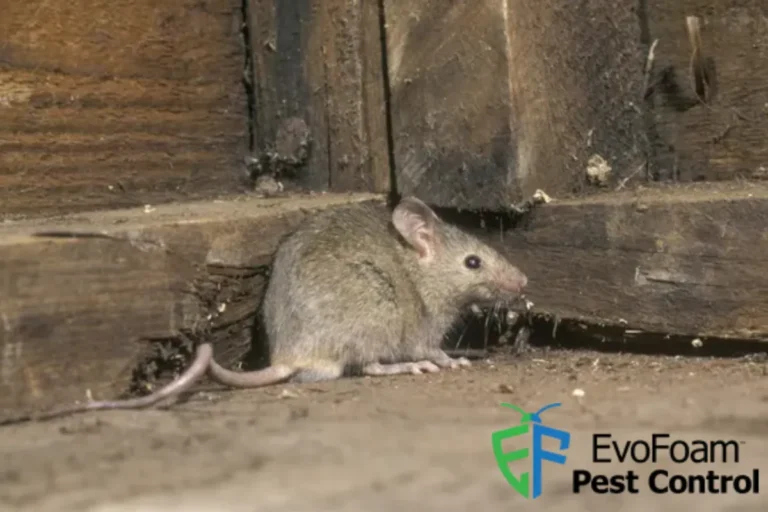 house mouse
