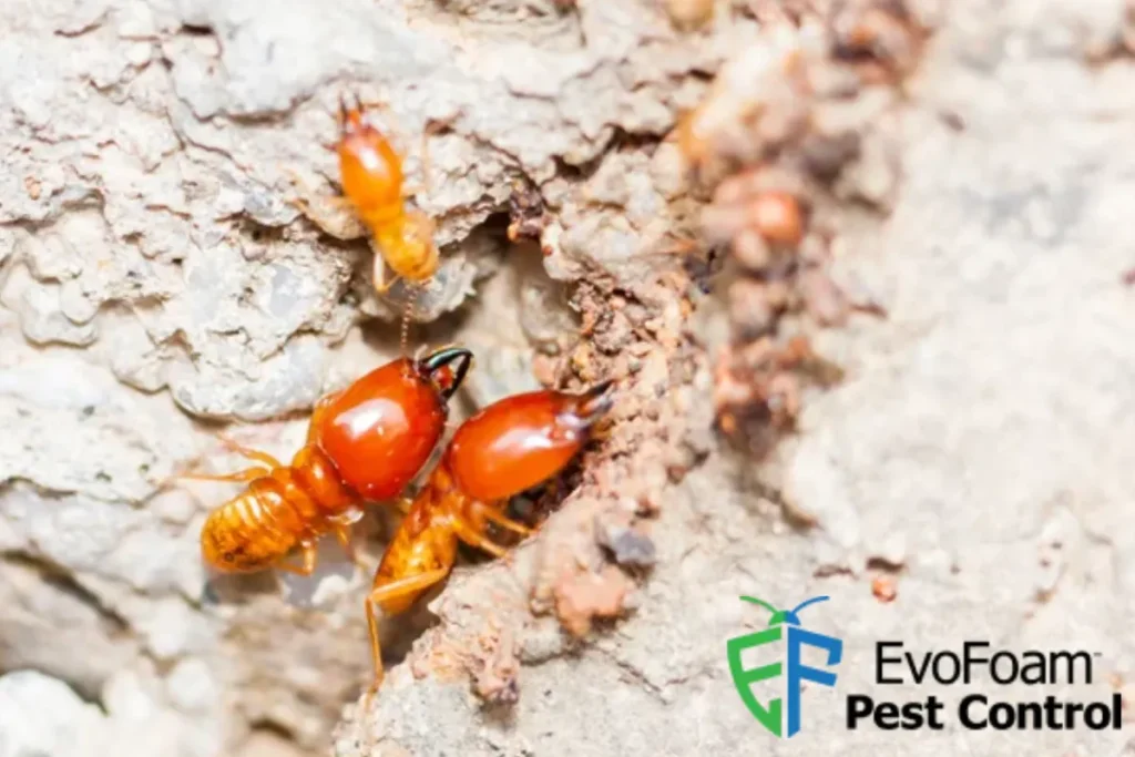termite