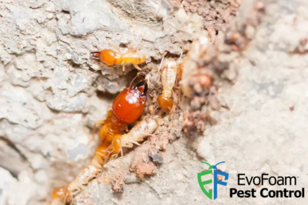 termite
