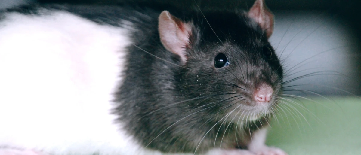 Rodent Control Austin